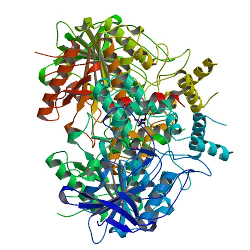 Protein Expression