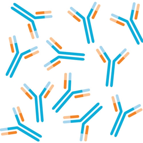 Antibody Production