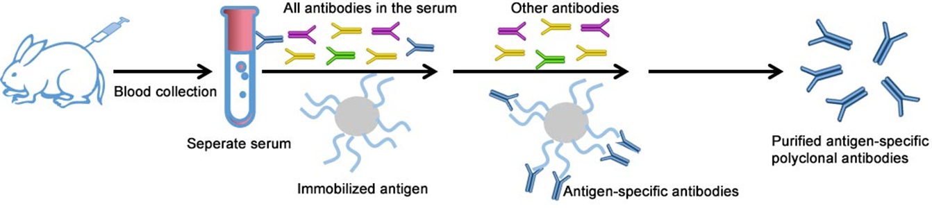 antibody production definition